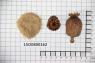 Click for 3 image(s) for this accession. Image